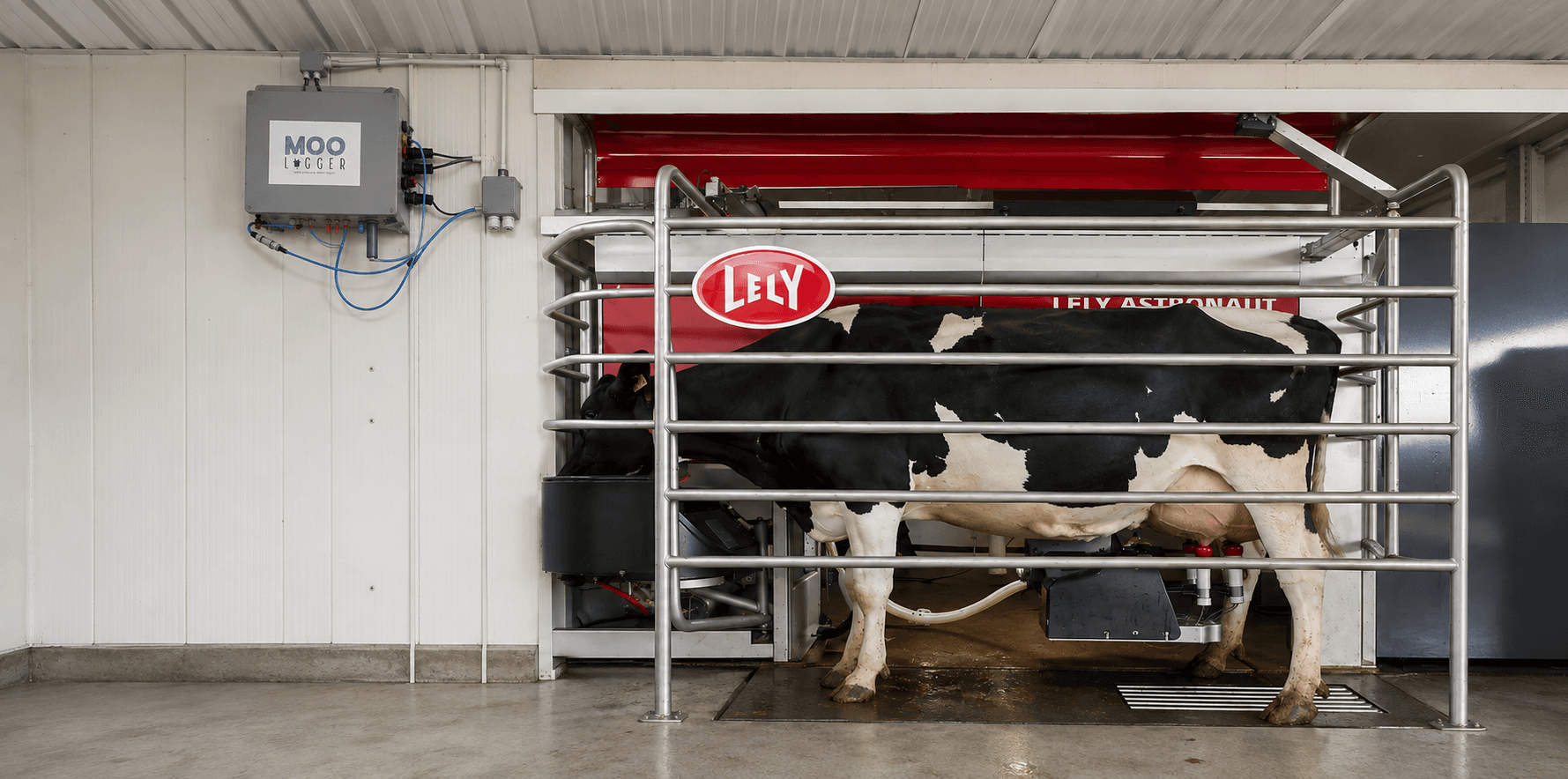 A dairy cow in a Lely automated milking system beside a wall-mounted MooLogger gas sniffer